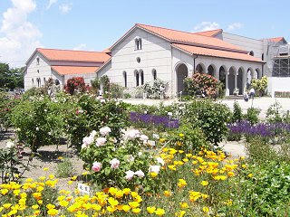 100605_1232_豊科近代美術館に咲くバラ（安曇野市）