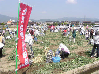 100612_0938_第８回あんずの里「更埴玉葱まつり」（千曲市）