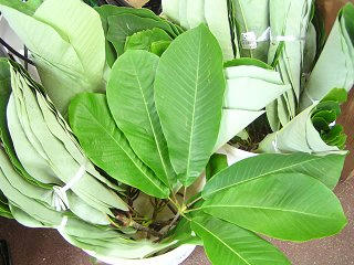 100612_1249_ほお葉祭り・木曽市場会場（木曽町）