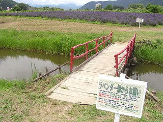 100627_1259_万葉の里スポーツエリアのラベンダー（千曲市）