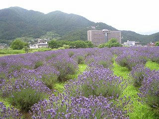 100627_1300_万葉の里スポーツエリアのラベンダー（千曲市）