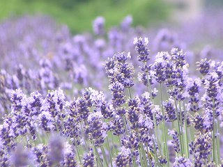 100627_1301_万葉の里スポーツエリアのラベンダー（千曲市）