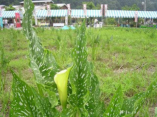 100703_1358_信州新町カラー花まつり（長野市）