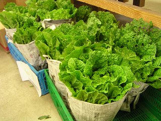 100704_1201_道の駅花の駅千曲川の農産物直売所に並ぶ白菜（飯山市）