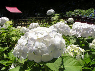 100710_1132_弘長寺のあじさい（松本市）