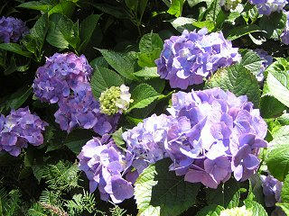 100710_1135_1_弘長寺のあじさい（松本市）