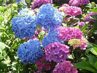 100710_1135_2_弘長寺のあじさい（松本市）