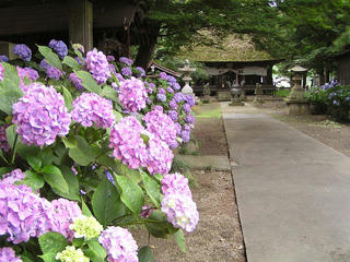 100711_1058_智識寺のあじさい（千曲市）