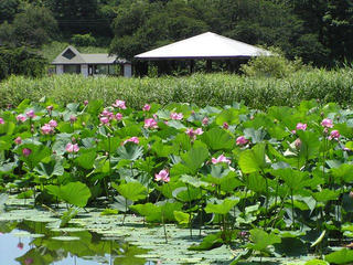 100719_1155_浜津ヶ池の大賀ハス（中野市）