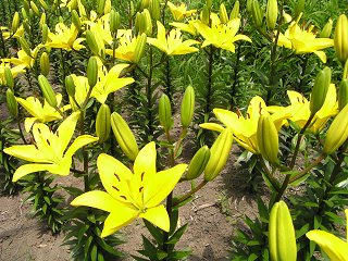 100719_1111_第９回湯の里ユリまつり（高山村）