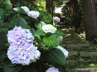 100719_1006_蓮台寺のあじさい（長野市）