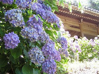 100719_1002_蓮台寺のあじさい（長野市）