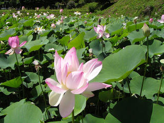 100724_1100_興龍寺の古代ハス（塩尻市）