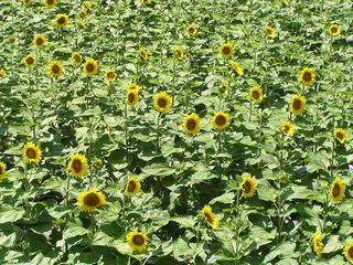 100724_1324_ひまわりの里（諏訪市）