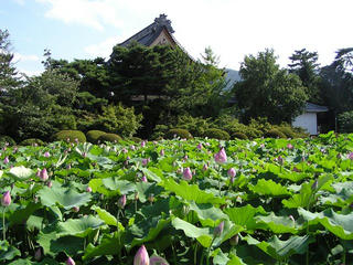 100724_1547_信濃国分寺のハス（上田市）