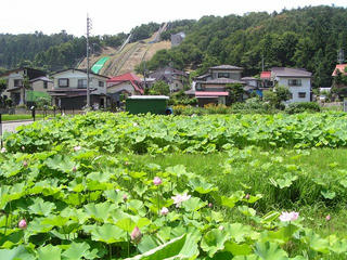 100725_1215_奈良沢蓮田（飯山市）