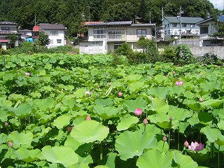 090720_1018_奈良沢蓮田（飯山市）