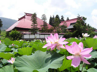 100725_1107_稲泉寺のハス（木島平村）