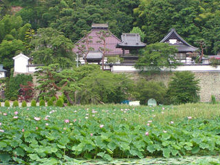 100731_1004_大雲寺のハス（千曲市）