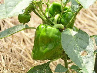 100801_1339_第１回斑尾ぼたんこしょう祭り（中野市）