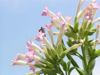 100806_1123_たばこの花（長野市）