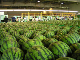 100808_1303_ＪＡ松本ハイランドすいか共撰所（松本市）