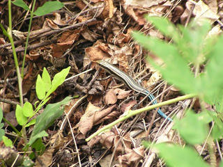 100829_1104_米山城跡で遭遇した「かねちょろ」（上田市）
