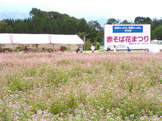 100918_1435_赤そば花まつり（中川村）