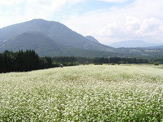 100919_1230_第７回須賀川そば 法印さんとそばの花まつり（山ノ内町）