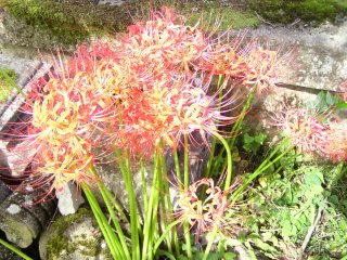 100925_1304_ヒガンバナ（長野市）