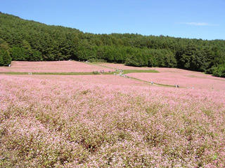 100926_1154_古田の里 赤そば花まつり（箕輪町）