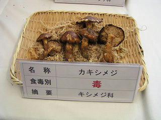 101002_1104_1_長野まるごと秋祭り・カキシメジ（長野市）
