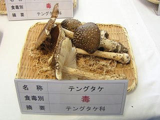 101002_1104_2_長野まるごと秋祭り・テングダケ（長野市）