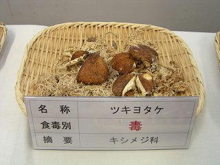 101002_1105_長野まるごと秋祭り・ツキヨタケ（長野市）