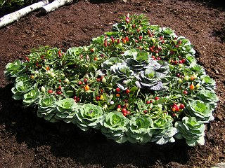 101002_1237_いいやま花フェスタ寺町花街道（飯山市）