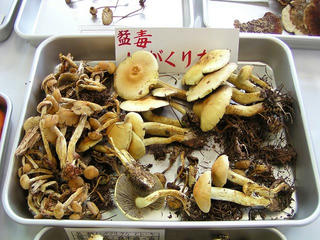 091012_1208_第４０回須坂きのこ展（須坂市）