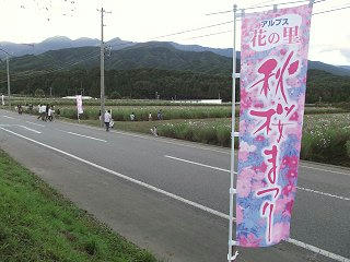 101010_1634_信州最大級２００万本の秋桜・「秋桜まつり」（飯島町）