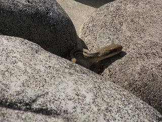 101023_1203_拾ヶ堰に現れた「シマヘビ」（安曇野市）