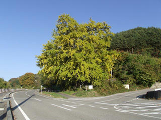 101106_1523_横川の大イチョウ（松本市）