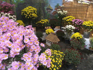 101107_1431_第１４回千曲大菊花展（千曲市）