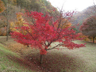 101113_1505_箕輪ダム・もみじ湖（箕輪町）