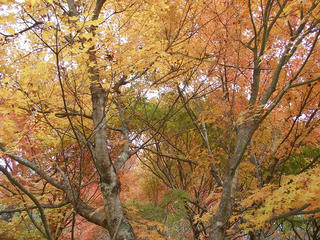 101113_1506_箕輪ダム・もみじ湖（箕輪町）