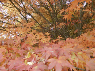 101113_1507_箕輪ダム・もみじ湖（箕輪町）