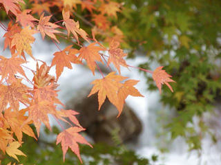 101113_1510_箕輪ダム・もみじ湖（箕輪町）