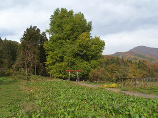 101114_1442_神戸のイチョウ（飯山市）