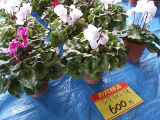 101114_1013_長野県農業大学・農大祭２０１０（長野市）