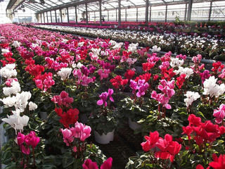 101120_1440_道の駅花の里いいじまに隣接するハウスで栽培されているミニシクラメン（飯島町）