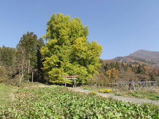 101121_1154_神戸のイチョウ（飯山