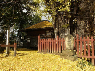 101123_1152_乳房イチョウ（生坂村）