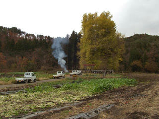 101129_1410_神戸のイチョウ（飯山市）